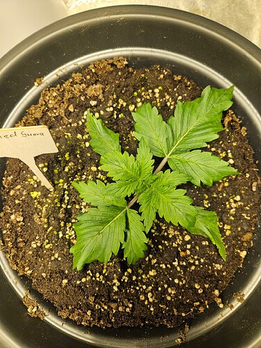 Growreport Bild 38