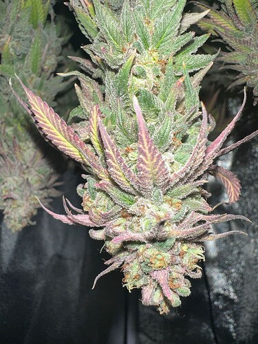 Growreport Bild 29