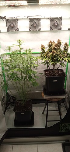Growreport Bild 2