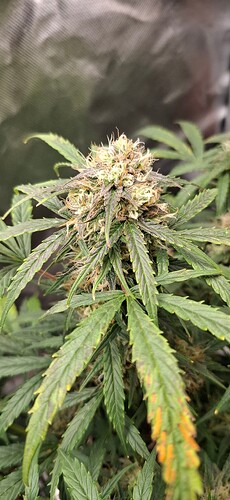 Growreport Bild 2