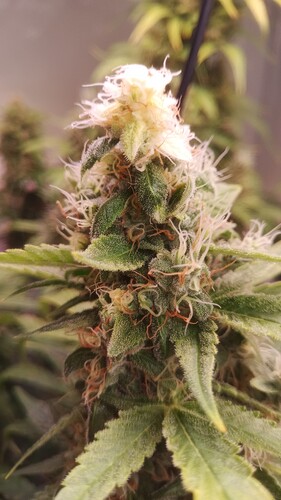 Growreport Bild 3