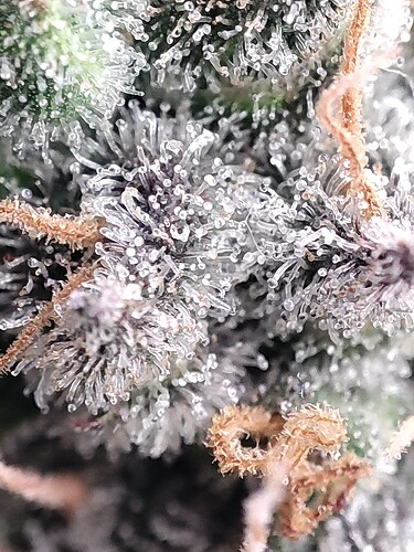 Growreport Bild 42