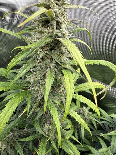 Growreport Bild 6