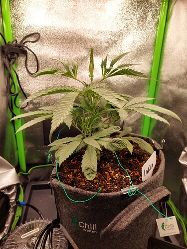 Growreport Bild 12