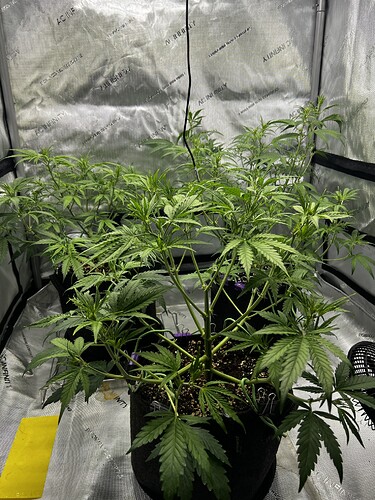 Growreport Bild 2