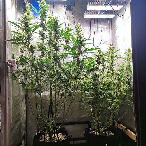Growreport Bild 3