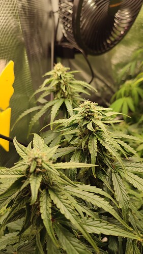 Growreport Bild 1
