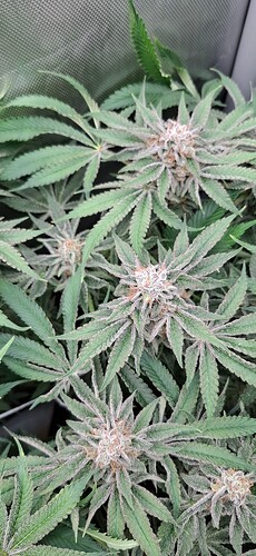 Growreport Bild 5
