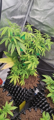 IMG_20251023_105659647