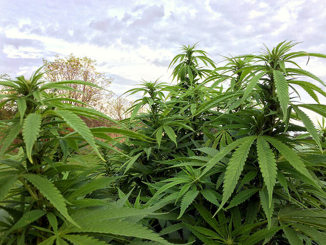 Grow26_0912_03_DP