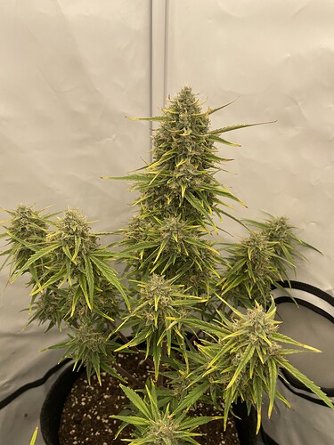 Growreport Bild 3