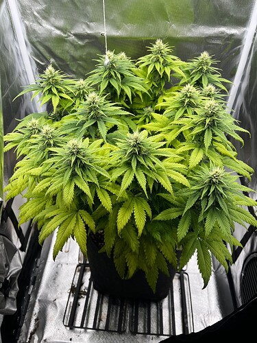 Growreport Bild 19