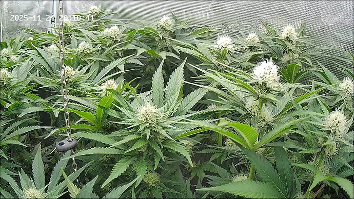 Growreport Bild 44