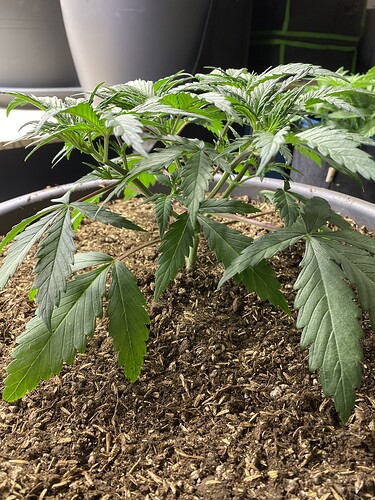Growreport Bild 5