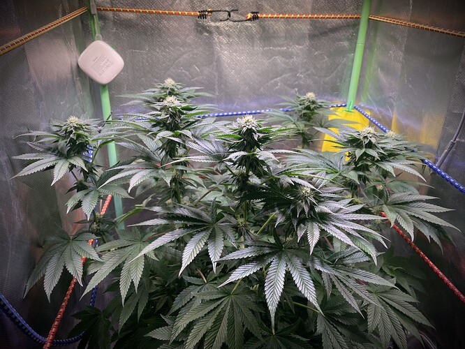 Growreport Bild 4