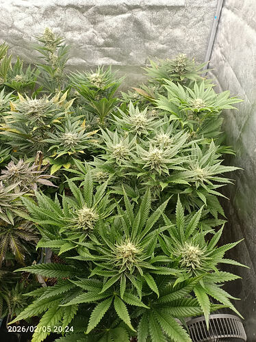 Growreport Bild 12