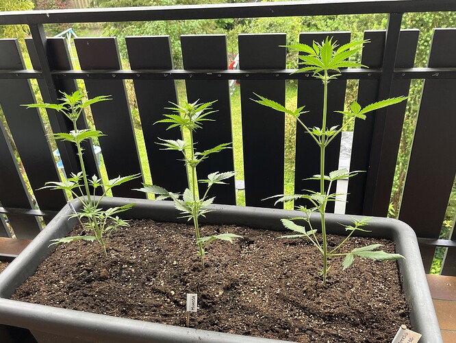 Growreport Bild 9