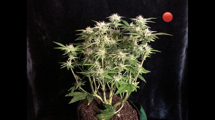 Growreport Bild 7