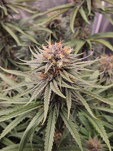Growreport Bild 17
