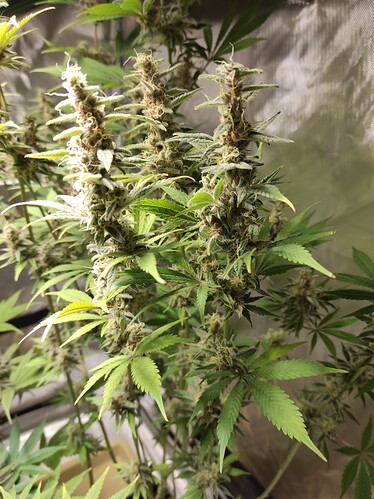 Growreport Bild 7