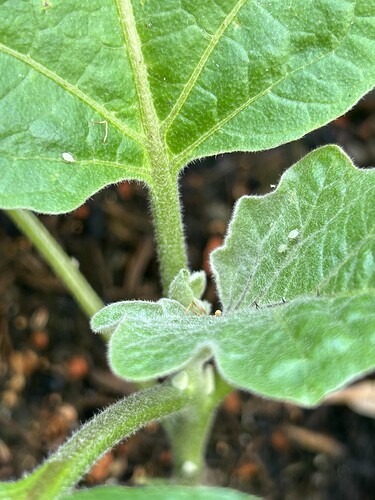 Growreport Bild 28