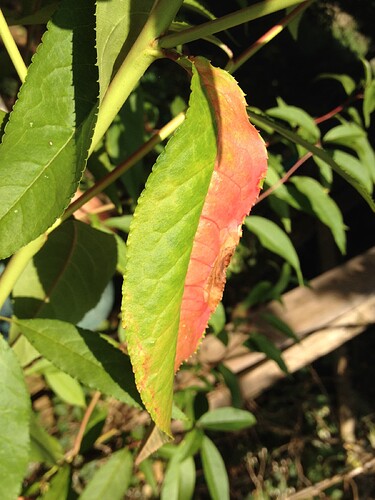 Pfirsichbaum02_2408