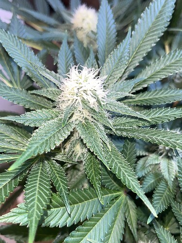 Cheese 19624 Bud 3