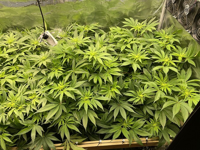 Viele junge Cannabispflanzen in der Wachstumsphase, dicht beieinander in einem Growzelt, mit einer Lampe und einem Ventilator im Hintergrund.