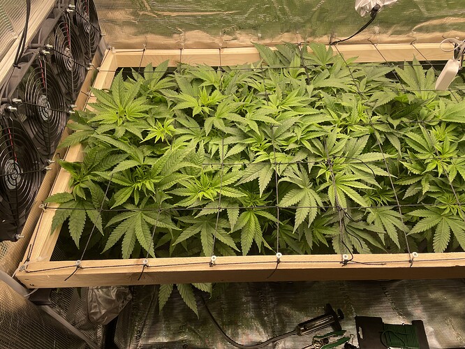 Mehrere Cannabis-Pflanzen in der Wachstumsphase unter einem Netz zur Trainingsunterstützung, mit Lüftern im Hintergrund.