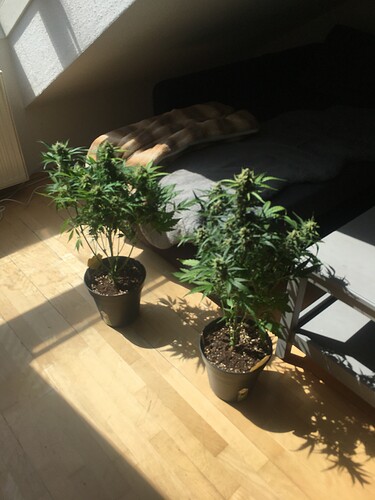 Growreport Bild 10