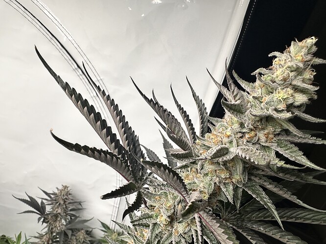 Growreport Bild 22