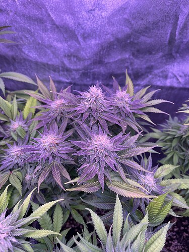 Growreport Bild 10