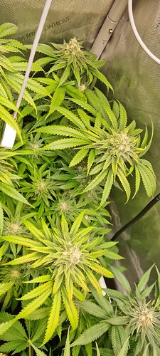 Growreport Bild 29