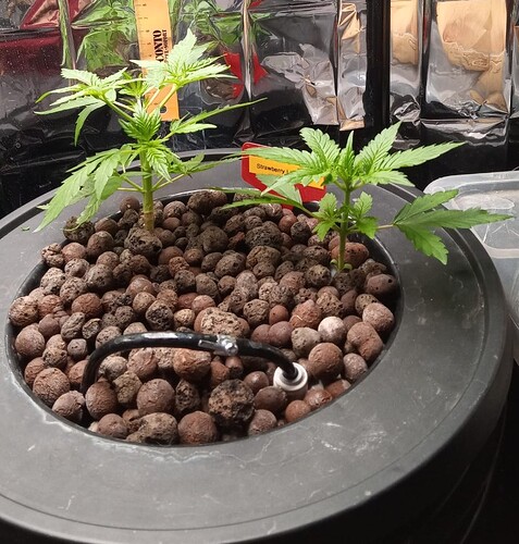 Growreport Bild 4
