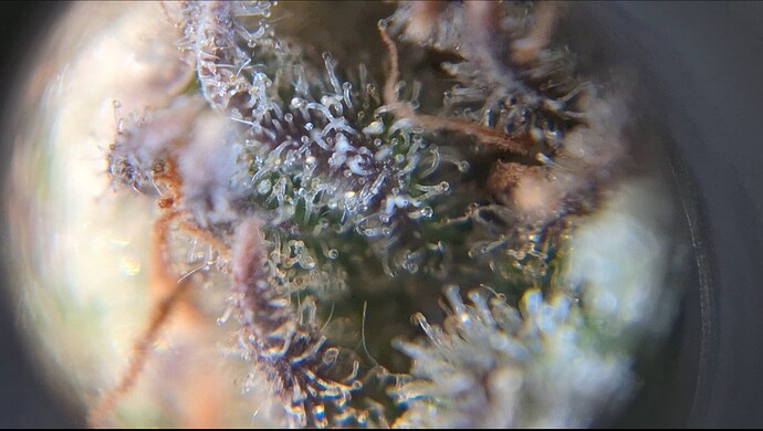 Growreport Bild 3
