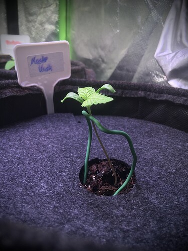 Growreport Bild 3