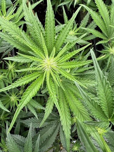 Growreport Bild 3
