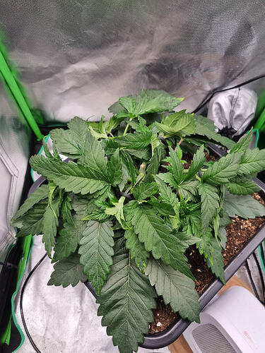 Growreport Bild 7