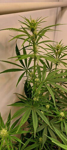 Growreport Bild 1