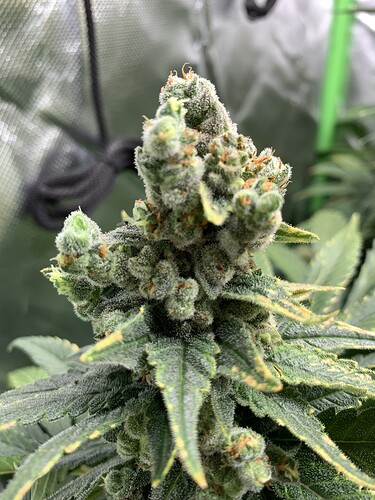 Growreport Bild 13