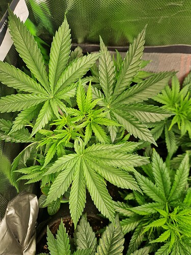Growreport Bild 12