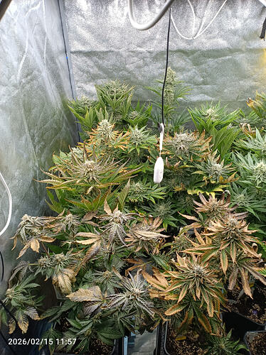 Growreport Bild 33