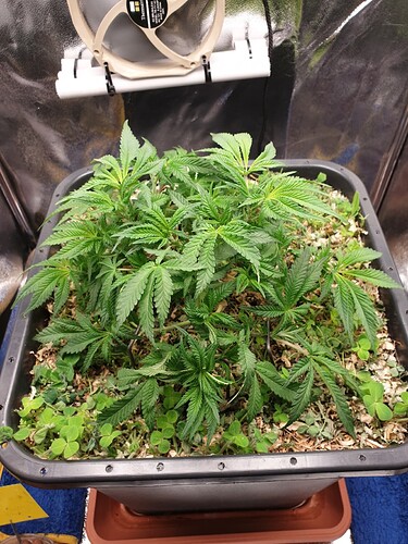 Ayahuasca Purple_3  21.12.2024