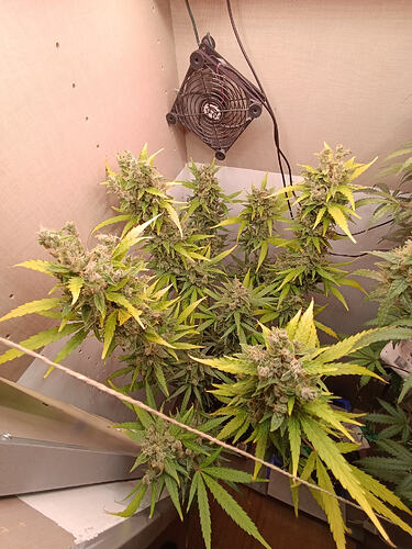 Growreport Bild 32