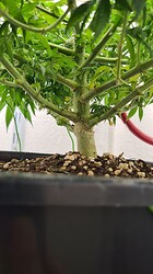 Growreport Bild 57