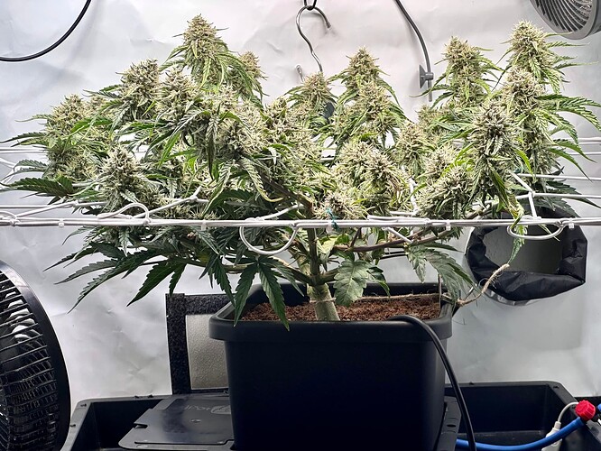 Growreport Bild 1