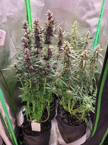 Growreport Bild 5