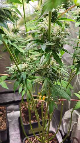 Nahaufnahme einer Cannabis-Pflanze in der Blütephase mit sichtbaren Buds und Blättern.