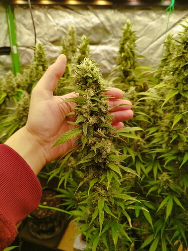 Eine Hand hält einen großen, reifen Cannabis-Bud, während im Hintergrund weitere Pflanzen in voller Blüte stehen.