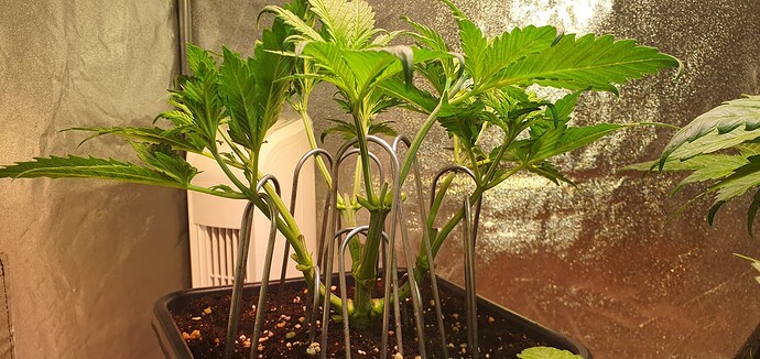 Growreport Bild 1